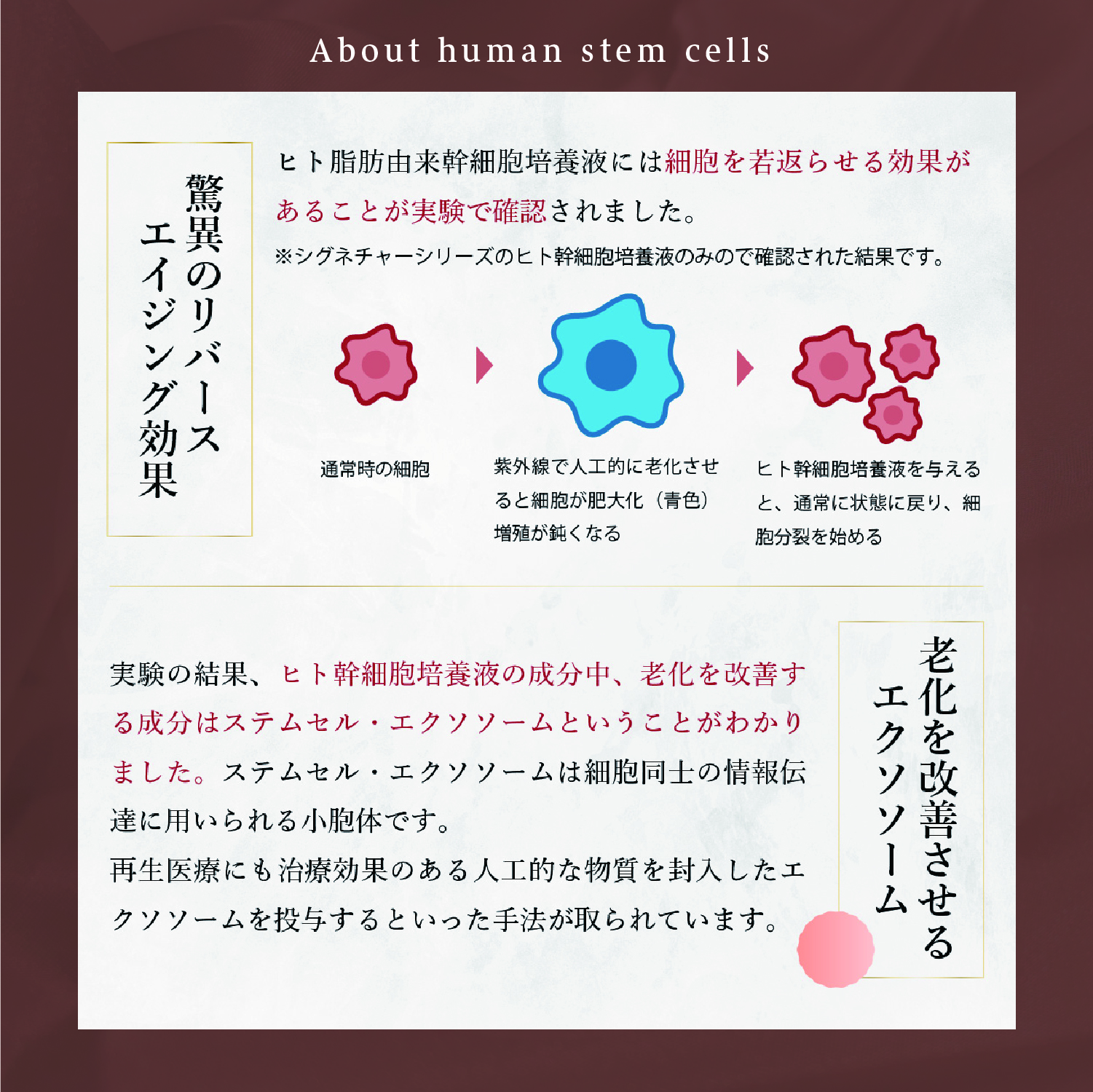 ヒト幹細胞の説明