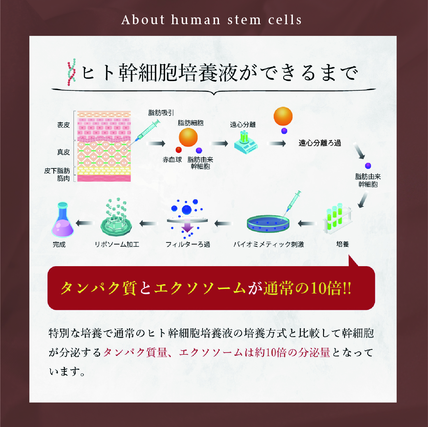 ヒト幹細胞配合の成分